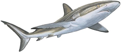 Carcharhinus falciformis | Sharks