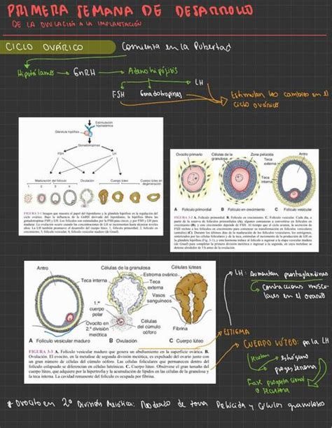 Resumen Primera Semana De Desarrollo Langman Edwin Gabriel Carbajal