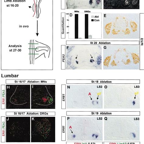 Regulation Of Ets Gene Expression By Limb Derived Signals A Schematic