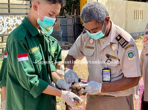 Detail Berita Website Balai Karantina Pertanian Kelas I Kupang