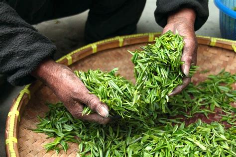 6 Sencha Tea Benefits That You Shouldn't Ignore - Your Tea Headquarters