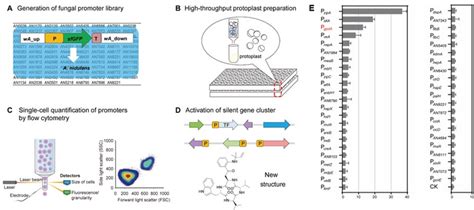 Workflow Of Single Cell Quanti Image Eurekalert Science News Releases