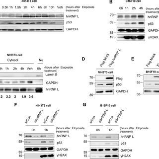 HnRNP L Interacts With P53 MRNA And The Binding Apparently Increases