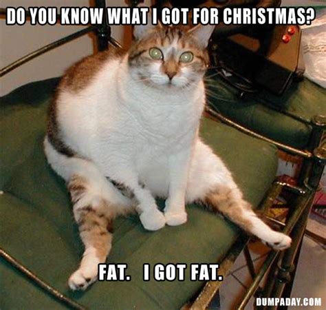 funny quotes, fat cat - Dump A Day