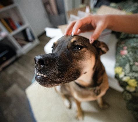 Cómo hacer que mi perro no ladre Consejos y técnicas efectivas