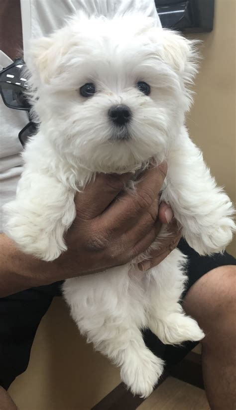 Maltese Puppies For Sale Kingman Az 320566 Petzlover