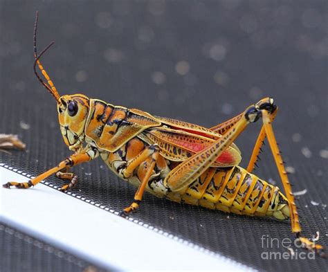 Colorful Grasshopper Photograph By William Miller