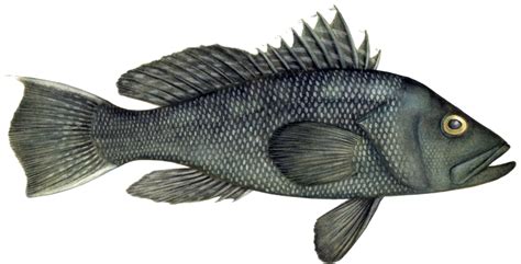 Black Sea Bass Image Charting Nature