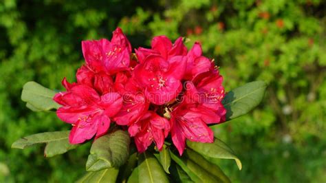 Beautiful Blooming Azalea - Rhododendron Rhododendron Stock Image ...