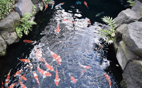 Water Quality Torii Koi And Pond