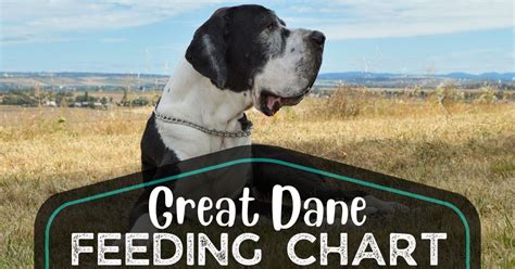 Great Dane Feeding Chart How Much To Feed A Dane Puppy