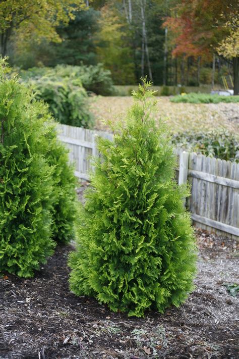 Polar Gold® Arborvitae Thuja Occidentalis Proven Winners