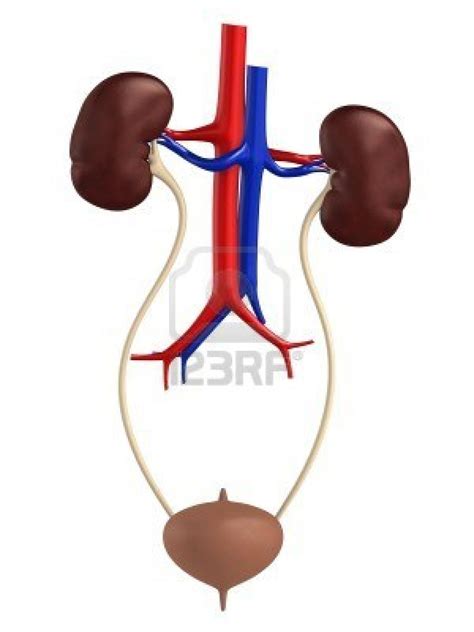 Standard Note Urinary System Of Man