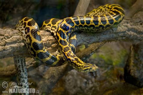 Yellow Anaconda Photos Yellow Anaconda Images Nature Wildlife