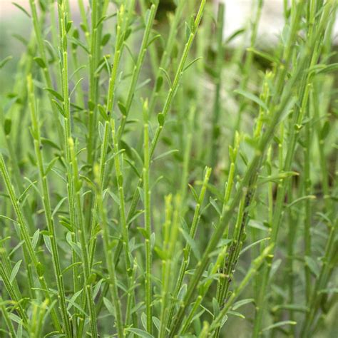 Edelginster Lena Cytisus Scoparius Lena Ginster Garten Schl Ter