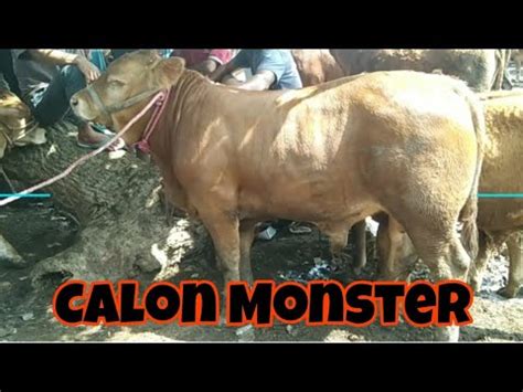 13 Juta Nego Pedet Limousin Super Calon Sapi 1 Ton Harga Murah