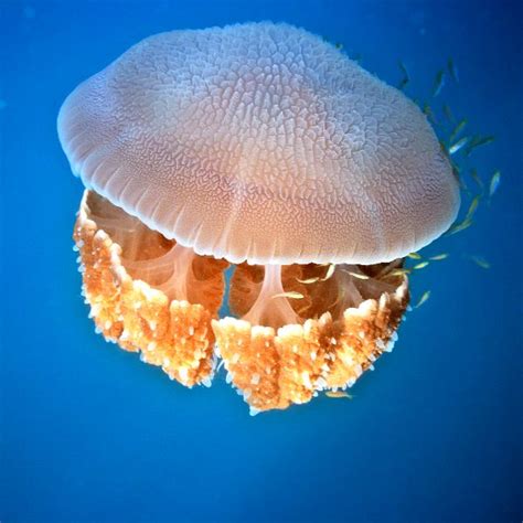 Jellyfish Anatomy - Animal Facts and Information