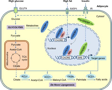 [PDF] Regulation and Metabolic Significance of De Novo Lipogenesis in ...