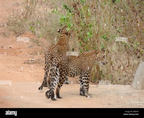 Sri Lankan Leopards on the Wild, Visit Sri Lanka Stock Photo - Alamy