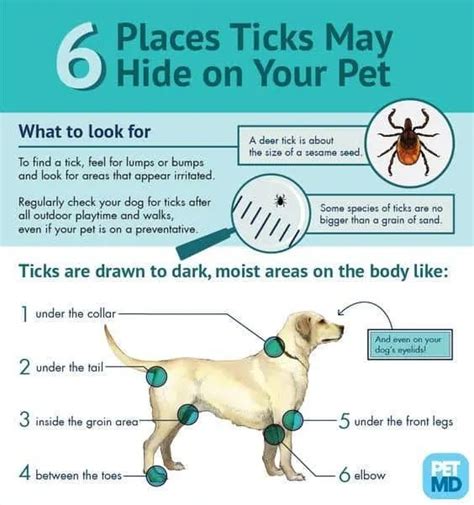 Lyme Disease In Dogs