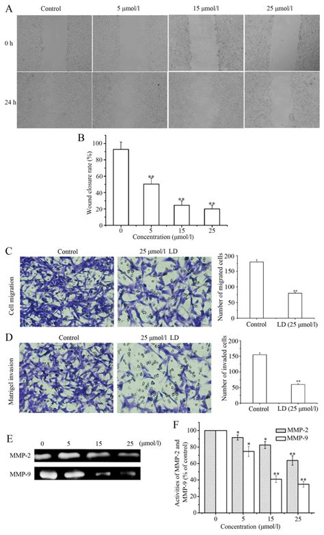 Licochalcone D Induces Apoptosis And Inhibits Migration And Invasion In