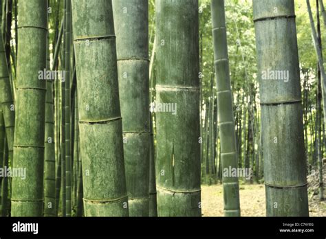 giant green bamboo trees grow up in row in twilight forest; focus on ...