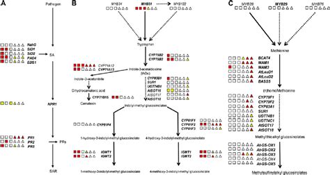 Selection Of Three Major Metabolic Pathways Induced In Arabidopsis Download Scientific Diagram