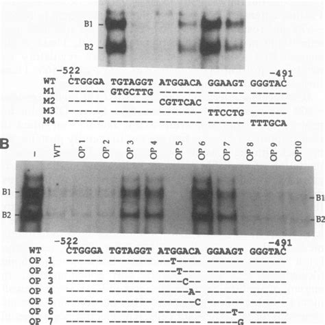 Identification of the protein-binding sequence. (A) Upper panel ... 