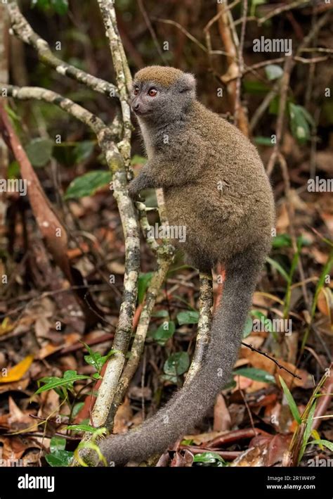 Eastern Lesser Bamboo Lemur Hapalemur Griseus Holding To A Thin