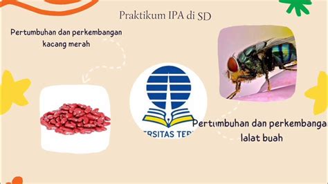 Praktikum Ipa Di Sd Lkp 3 Pertumbuhan Dan Perkembangan Kacang Merah