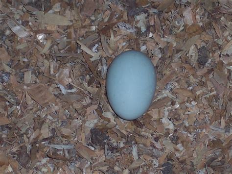 Lazy Dog Ranch: My First Blue Egg!