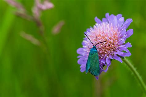 Ampfer Gr Nwidderchen Adscita Statices Auf Acker Witwenb Flickr