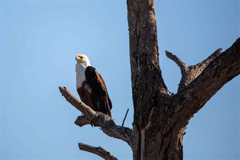 Familiar Faces: 19 Common Animals of Kruger National Park