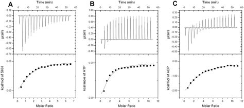 Isothermal Titration Calorimetry Itc Analysis Of Either Skh A