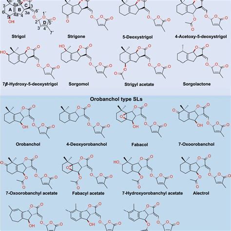 PDF Strigolactones Diversity Perception And Hydrolysis