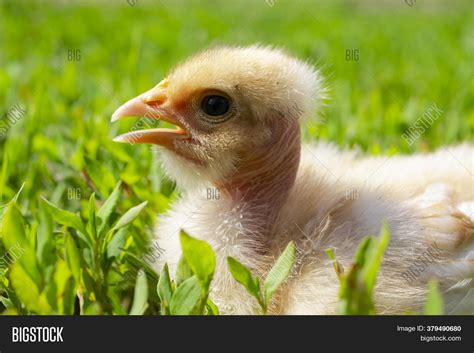Naked Neck Chicken On Image Photo Free Trial Bigstock
