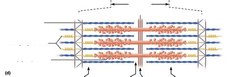 Enlarged view of one sarcomere (contractile unit) of a myofibril ... 