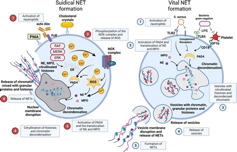 Frontiers No Nets No Time Crosstalk Between Neutrophil Extracellular