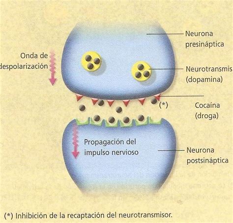 Efectos De Las Drogas En La Sinapsis Del Cerebro Tipos De Drogas Y Sus