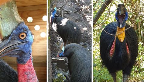 Cassowary Attack