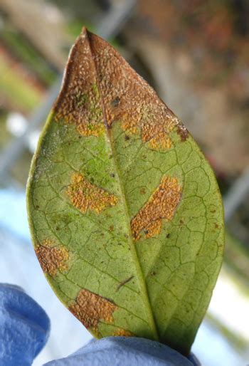 Blueberry rust disease of plants | Berries | Fruit and nut diseases ...