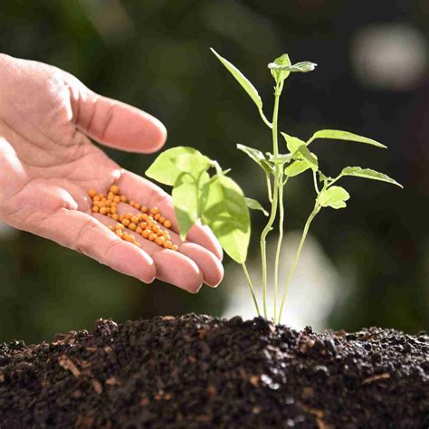 All-Purpose Eco-Friendly Slow-Release Fertilizer - Eco Friendly Gardens