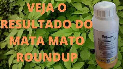 Quanto Tempo O Roundup Precisa Para Agir No Mato - COMO MATA TODOS OS TIPOS DE MATO COM ROUNDUP OU HANDAP - YouTube