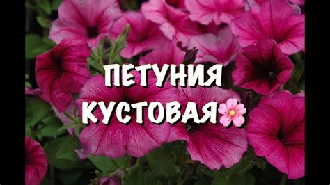 ПЕТУНИЯ КУСТОВАЯ. ПОСЕЙТЕ в ТОРФ и БУДЕТЕ с ЦВЕТАМИ!!! - YouTube