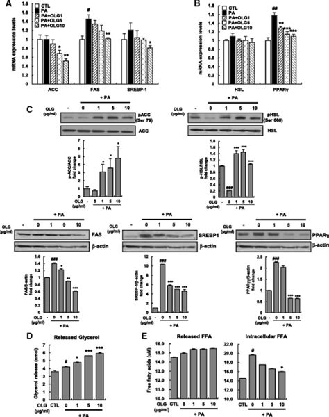 Oligonol Suppressed Lipogenesis While Enhancing Lipolysis In Pa Treated