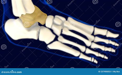 Talus Foot Bone Anatomy For Medical Concept 3d Stock Illustration