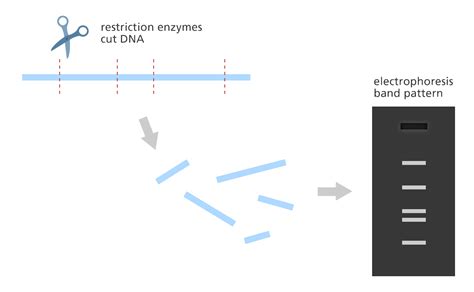 How Does Restriction Enzyme Relate To Dna Fingerprinting Konnor Has Mayer