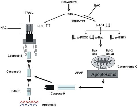 Schematic Representation Of Resveratrol Induced Apoptosis In DLBCL