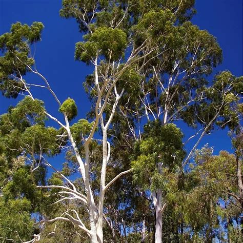 Lemon Scented Gum Tree Corymbia Citriodora Tree