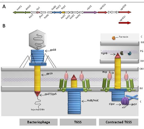 Figure 1 From The Rise Of The Type VI Secretion System Semantic Scholar